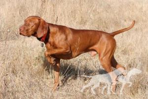 Russet Leather Wild About Otis