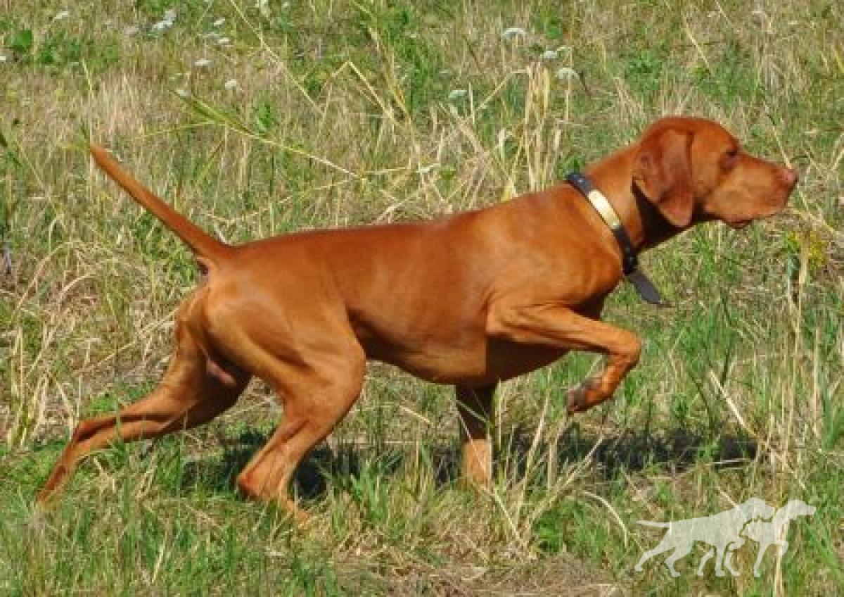 Russet Leather Wild Bill Cody