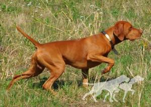 Russet Leather Wild Bill Cody