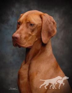 Russet Leather Wild Bill Cody