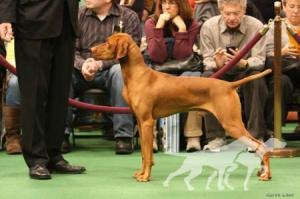 Russet Leather Hunter's Dance