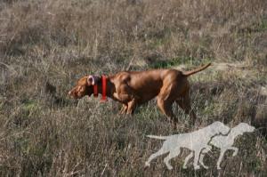 Russet Leather Hunter's Dance