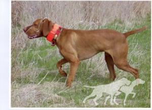 Jnek's Big Sir Remington