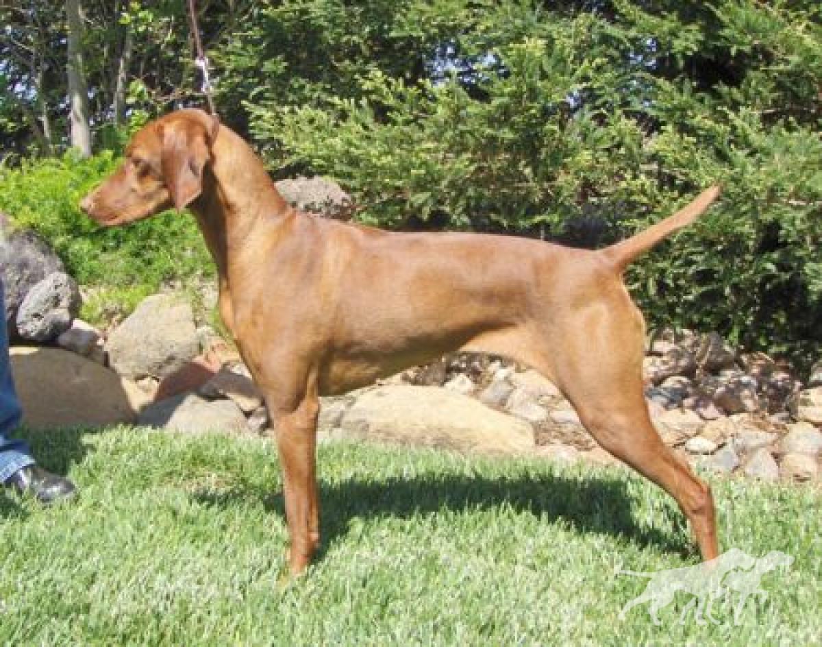 Criodain's Brenna Of Aristo