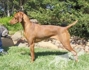 Criodain's Brenna Of Aristo