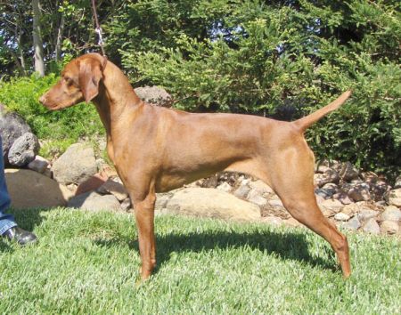 Criodain's Brenna Of Aristo