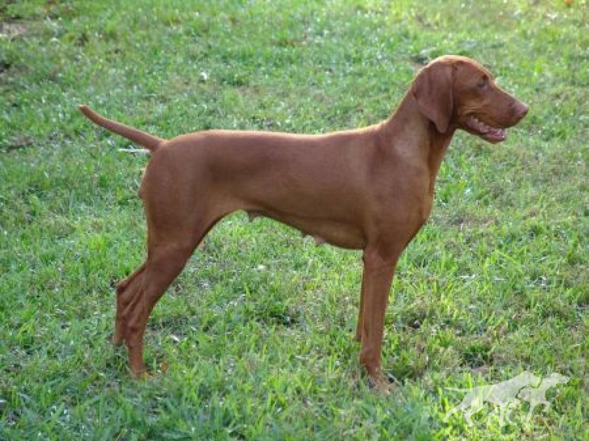 Everwhen Regal Point Nikita