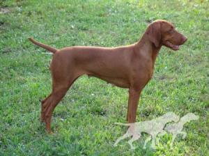 Everwhen Regal Point Nikita
