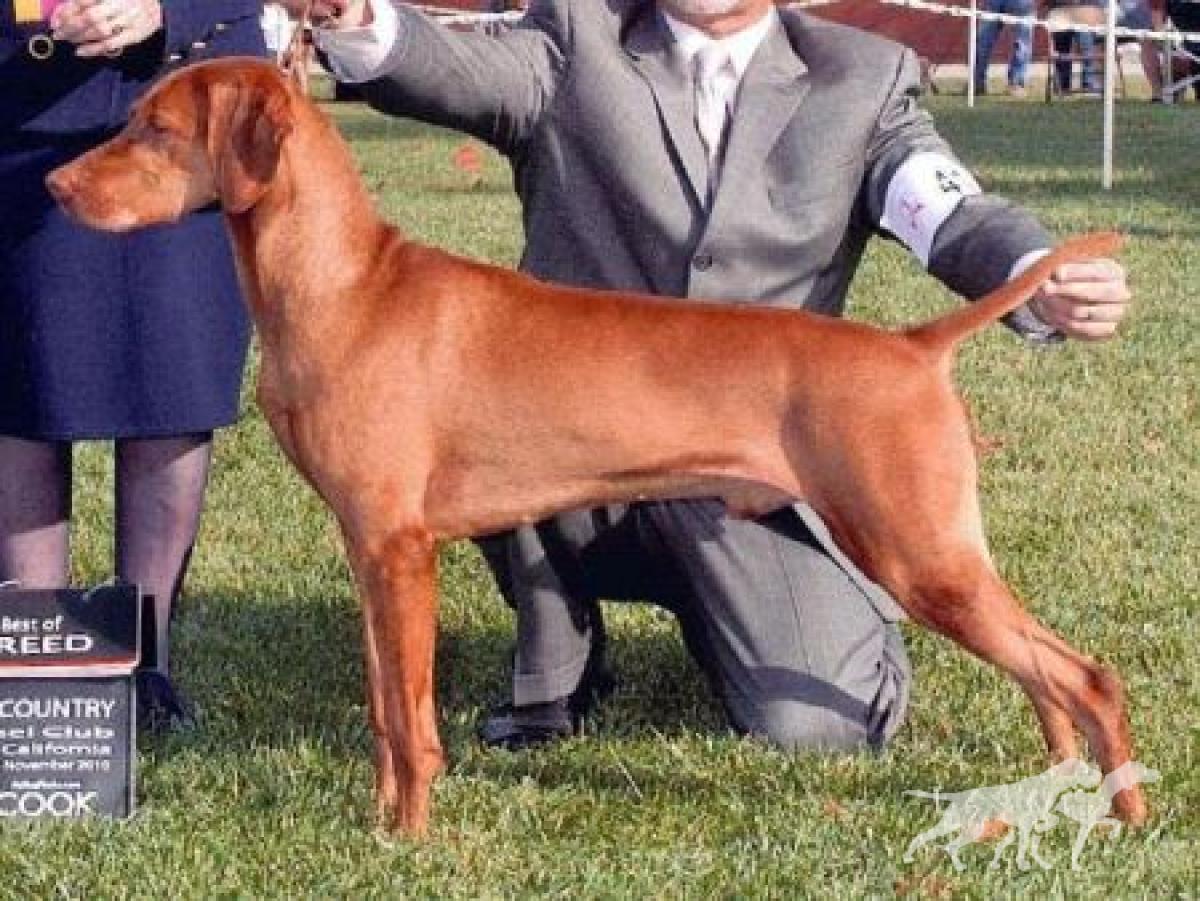 Poquito's Oro Jag In Pursuit