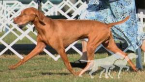 Poquito's Oro Jag In Pursuit