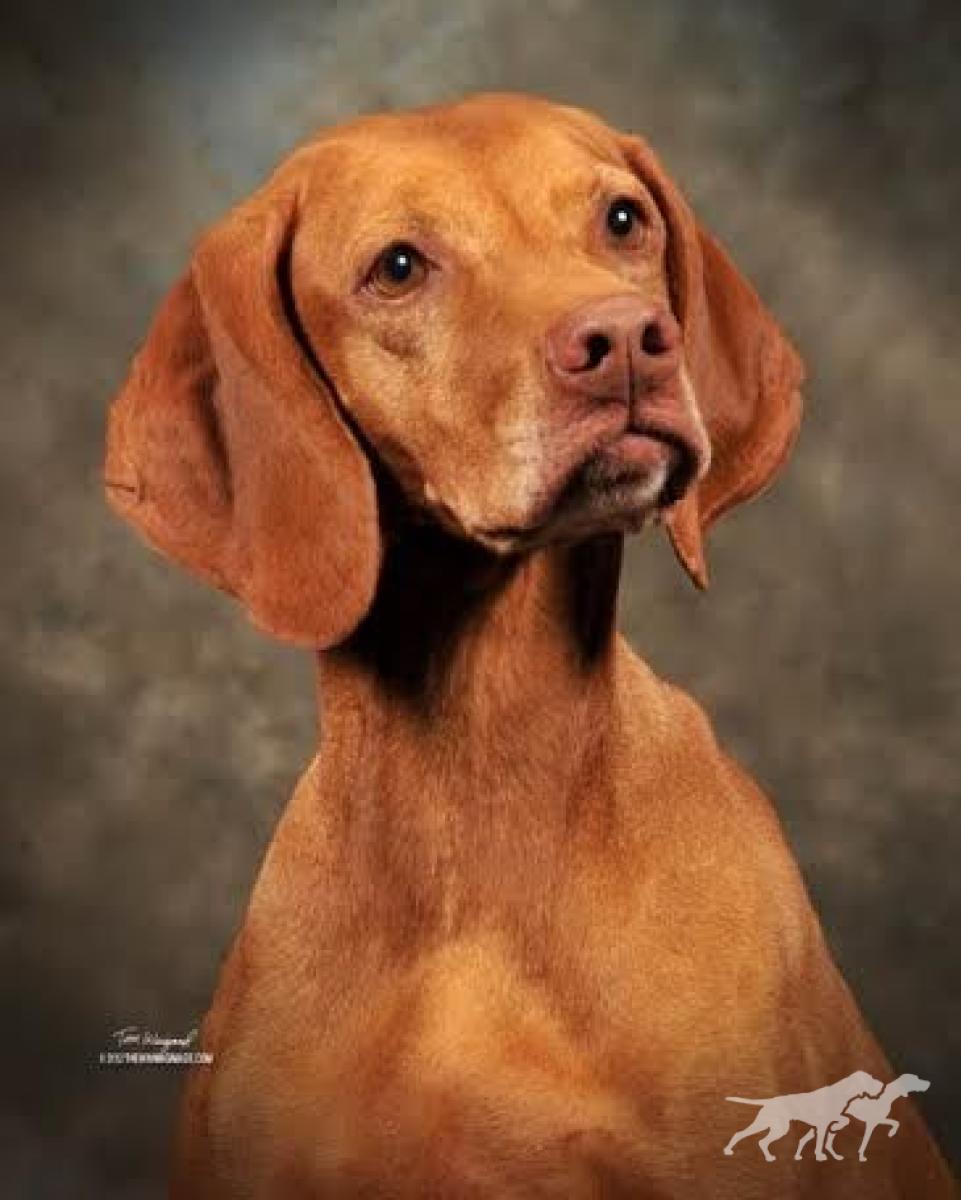 Barktalk Honey Tatiana