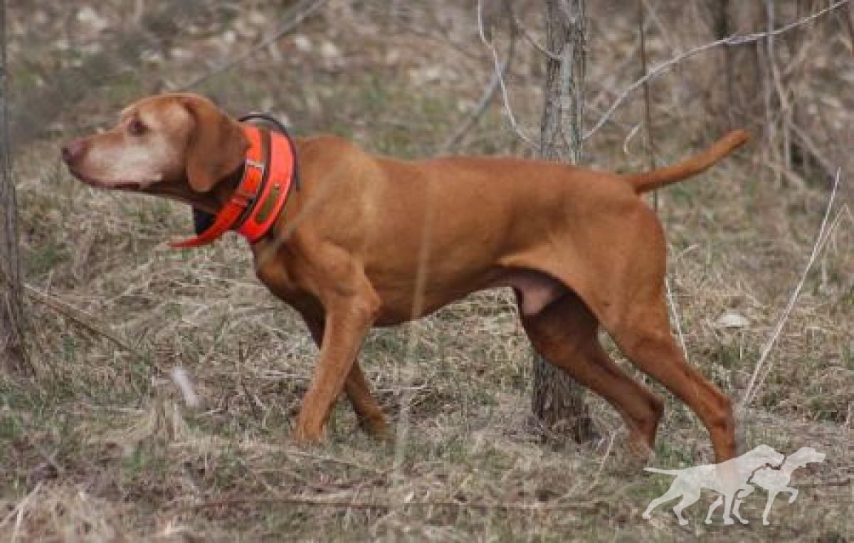 Da Capo By Barktalk