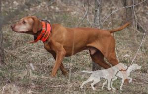 Da Capo By Barktalk
