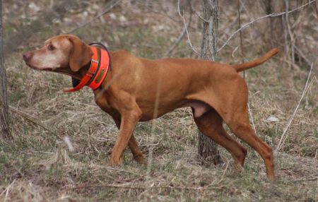 Da Capo By Barktalk