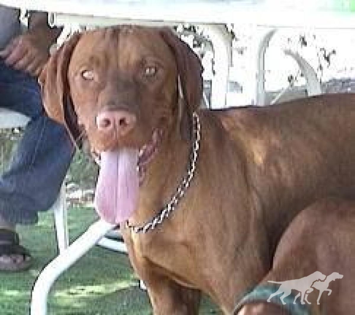 Reddog Ranch Bodacious