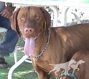 Reddog Ranch Bodacious