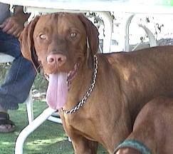 Reddog Ranch Bodacious