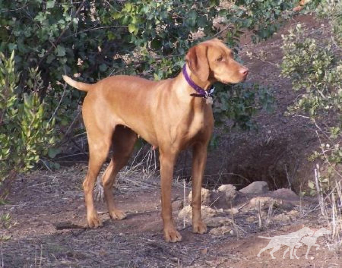 Reddog Ranch Duchess Of The Valley