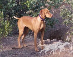 Reddog Ranch Duchess Of The Valley