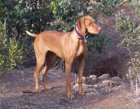 Reddog Ranch Duchess Of The Valley