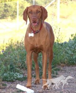 Reddog Ranch Sedona