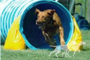 Strider's Play The Field