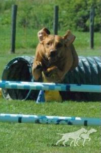 Strider's Play The Field