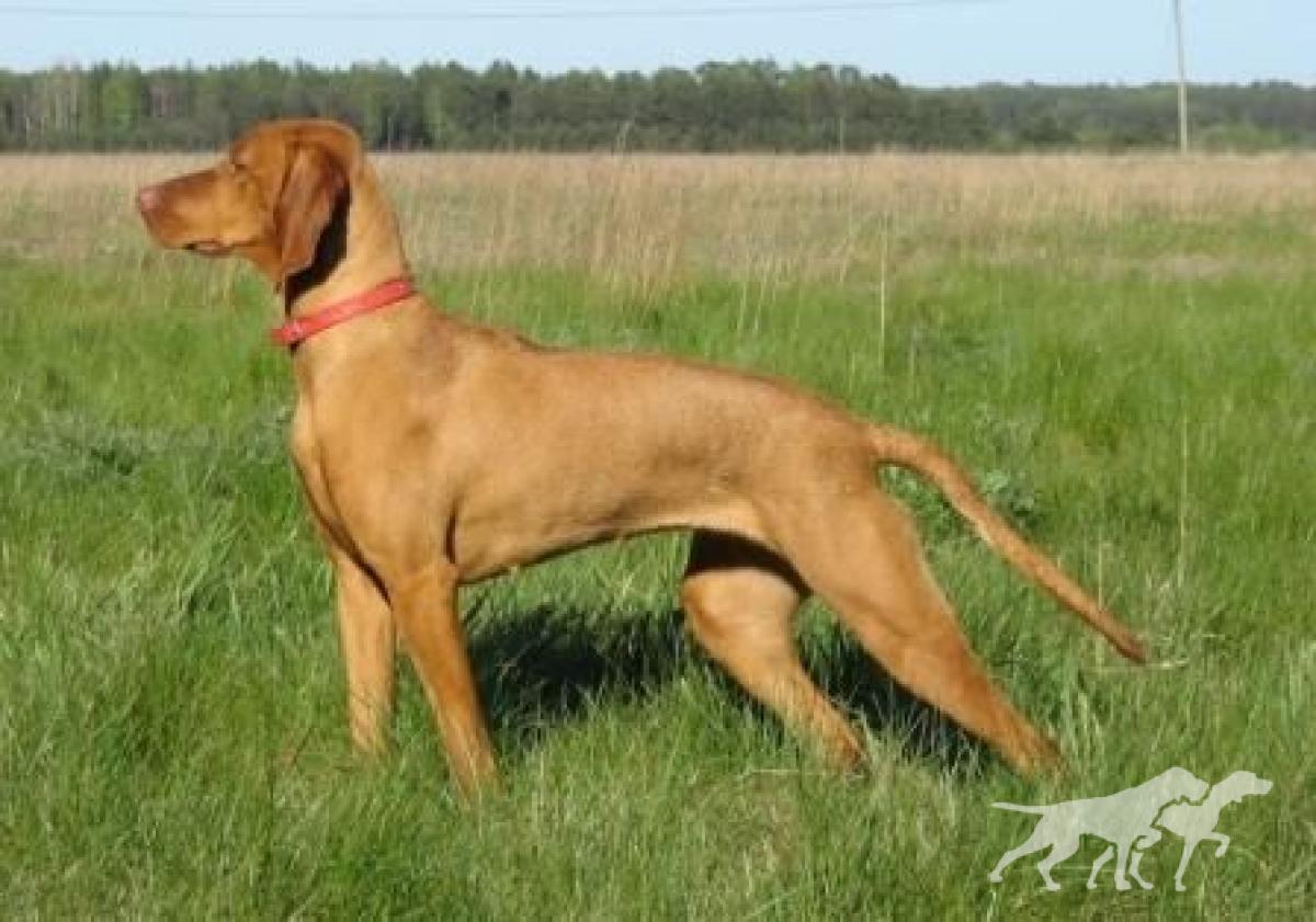Asta Moja Vizsla