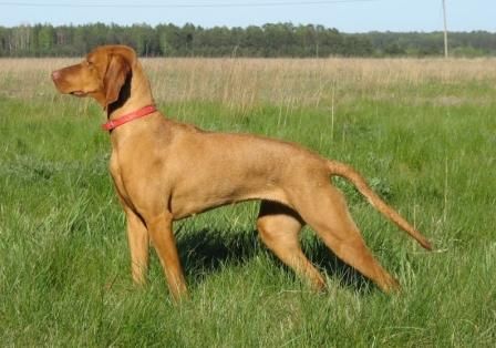 Asta Moja Vizsla