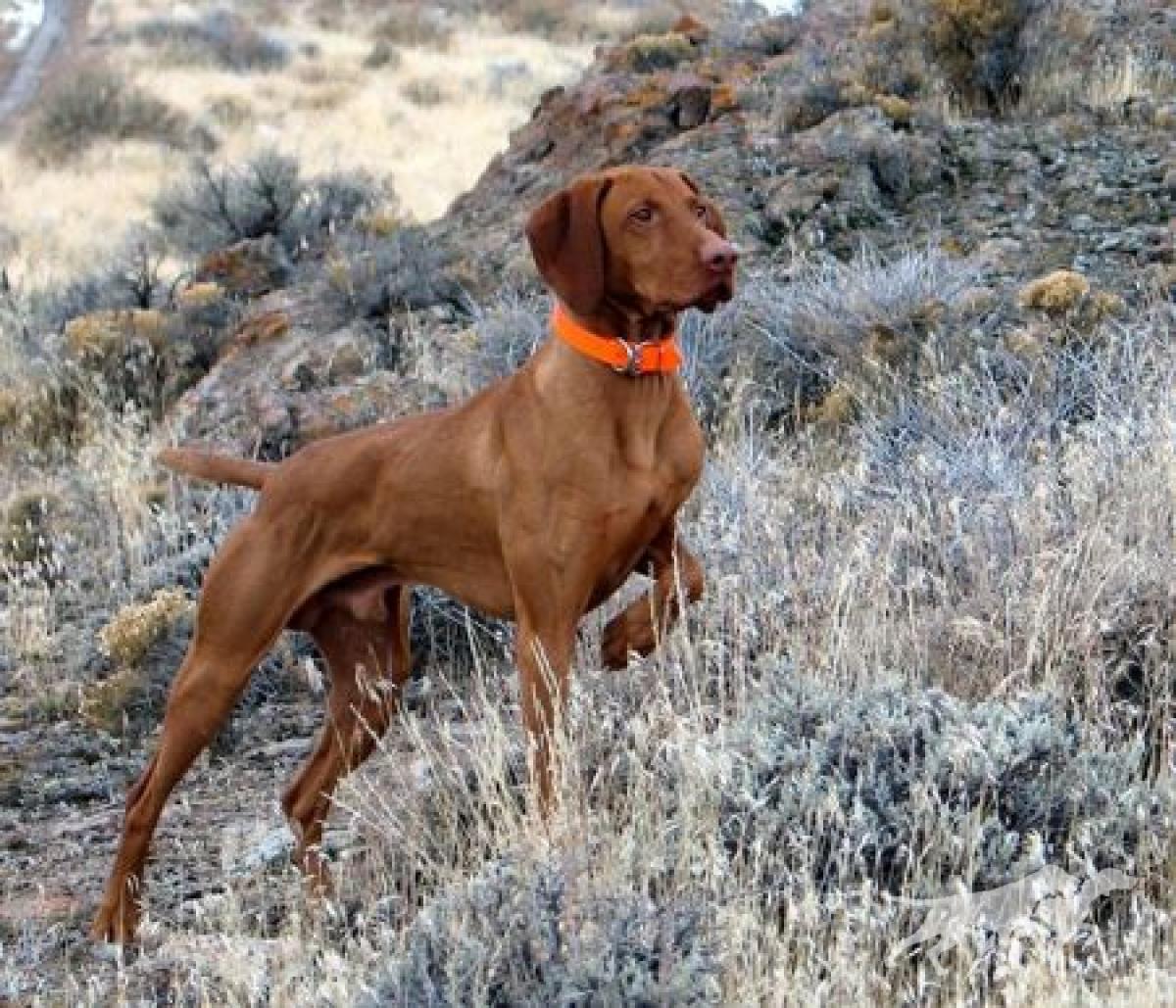 Wall Canyon Wailin Jake