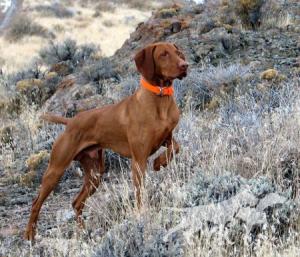 Wall Canyon Wailin Jake