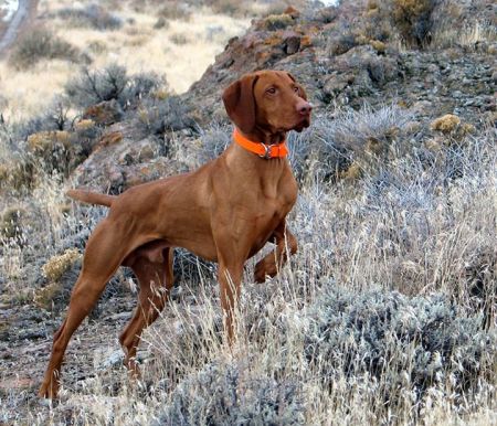 Wall Canyon Wailin Jake