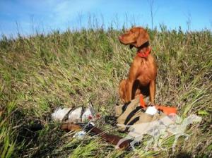 Orina Of Sand Prairie