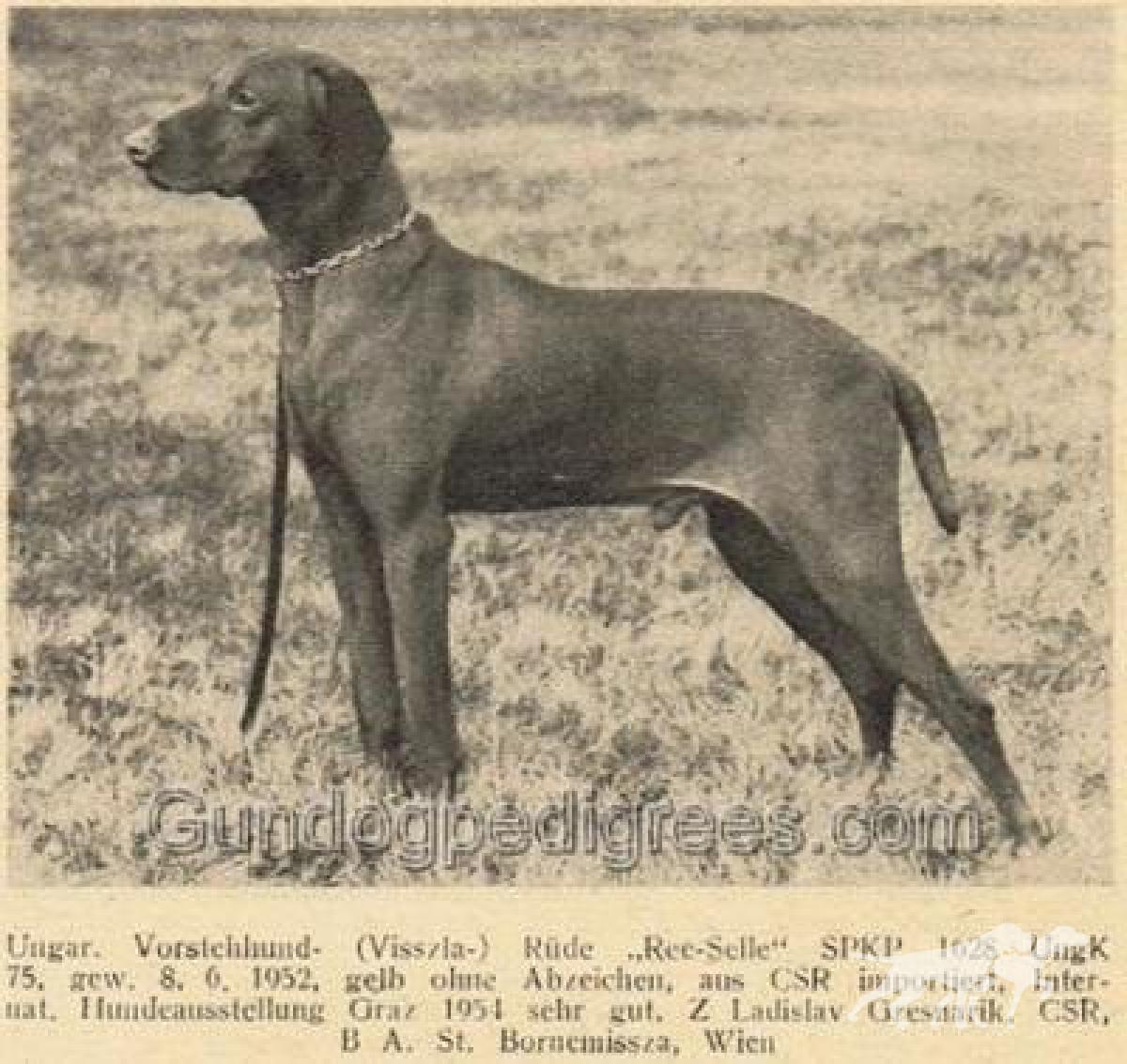 Rex Selle