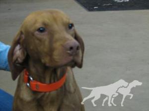 Shiloh's Forgiveness