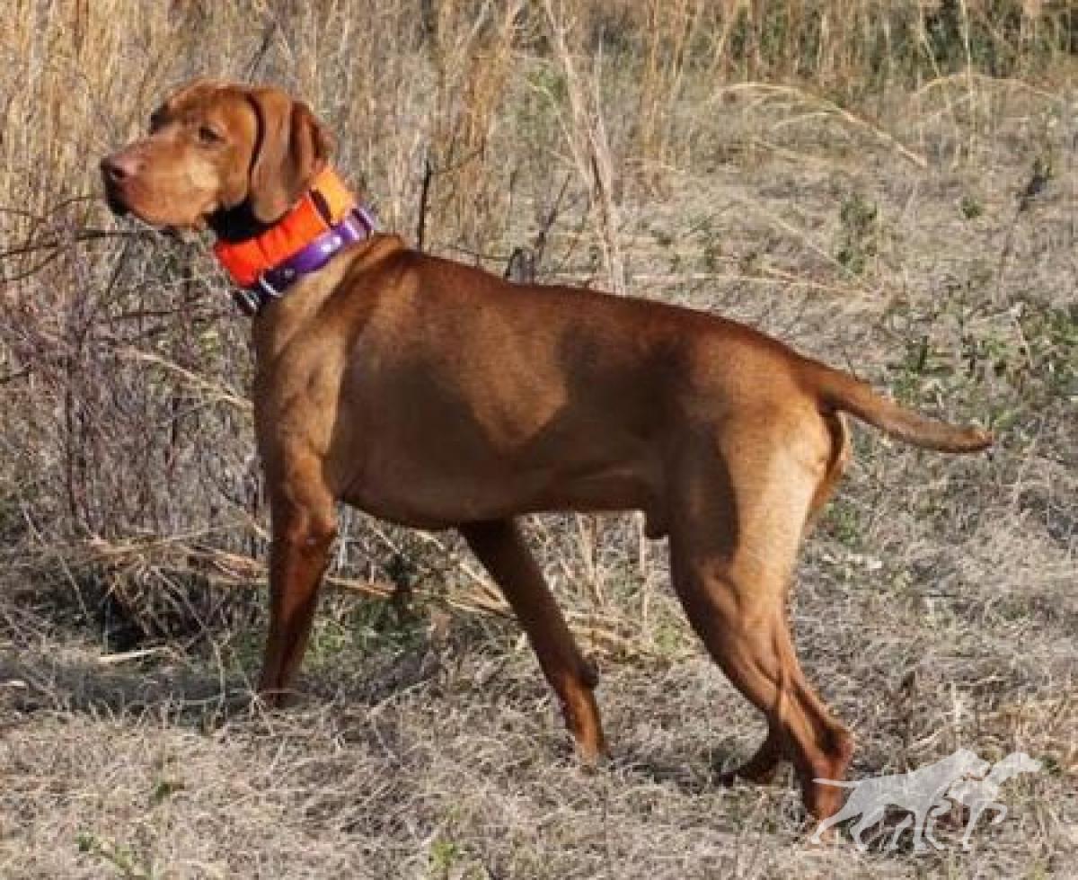 Remek Valley Hunter Moondance