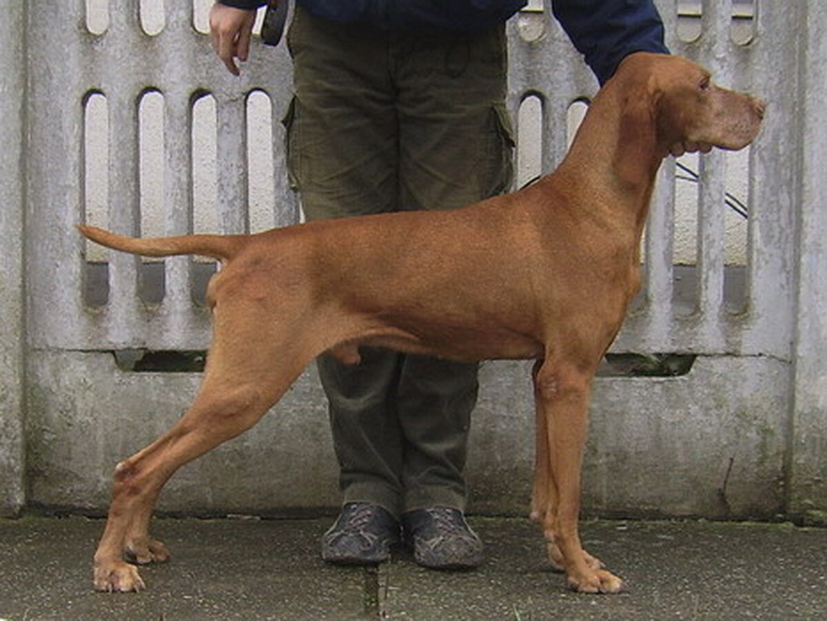 Bédai Valley Hunter's Bugac