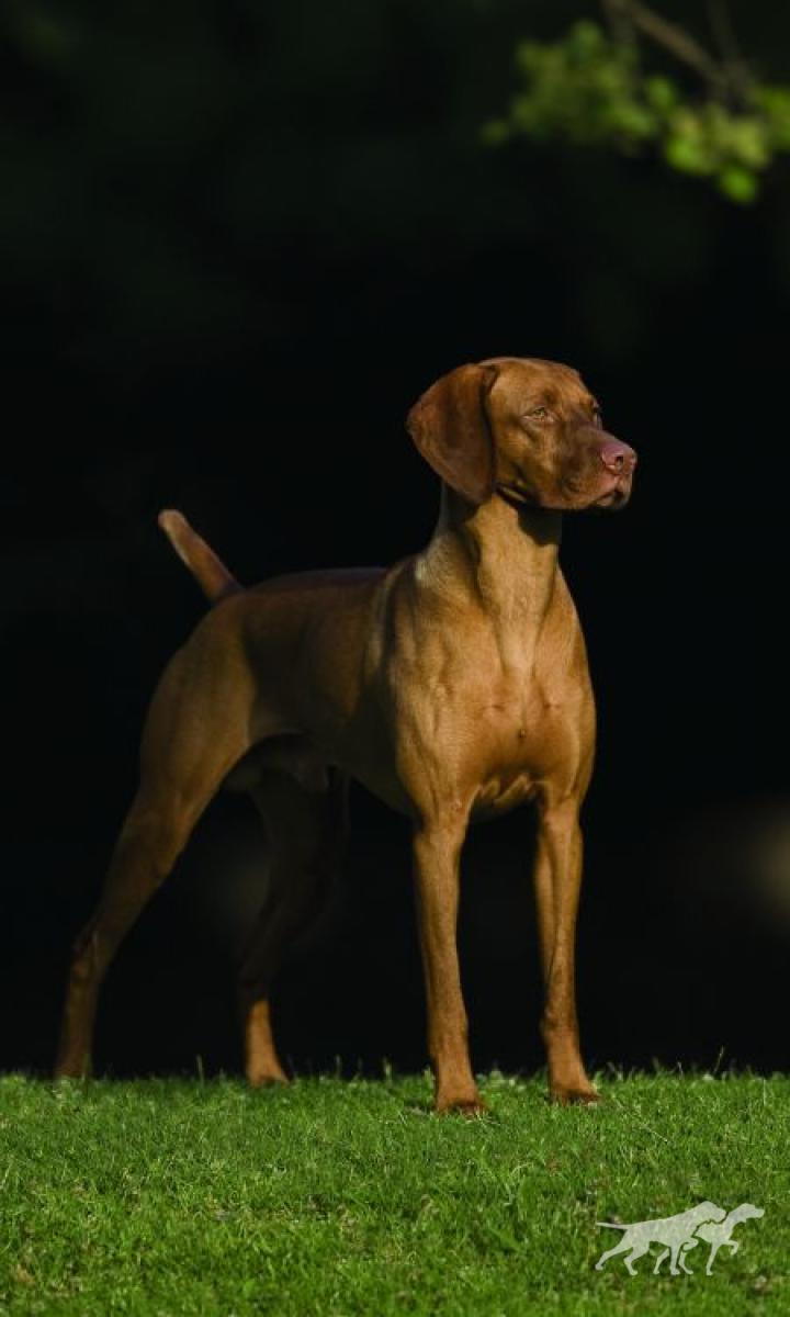 Kezdet's Grand Mark Gedeon