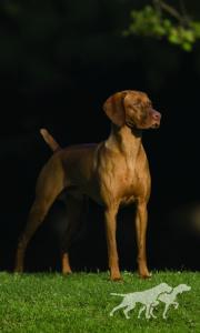 Kezdet's Grand Mark Gedeon
