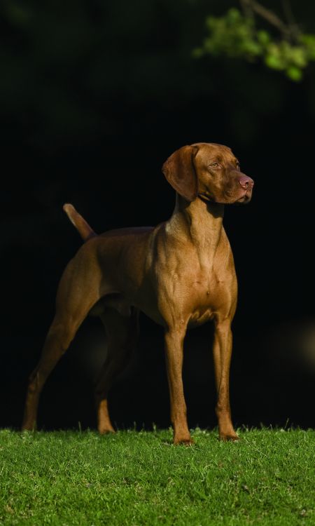 Kezdet's Grand Mark Gedeon