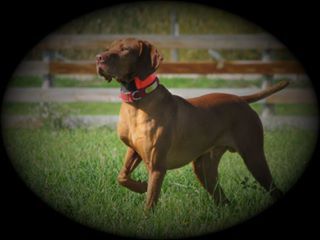 Jnek's Sir Charles Barkley