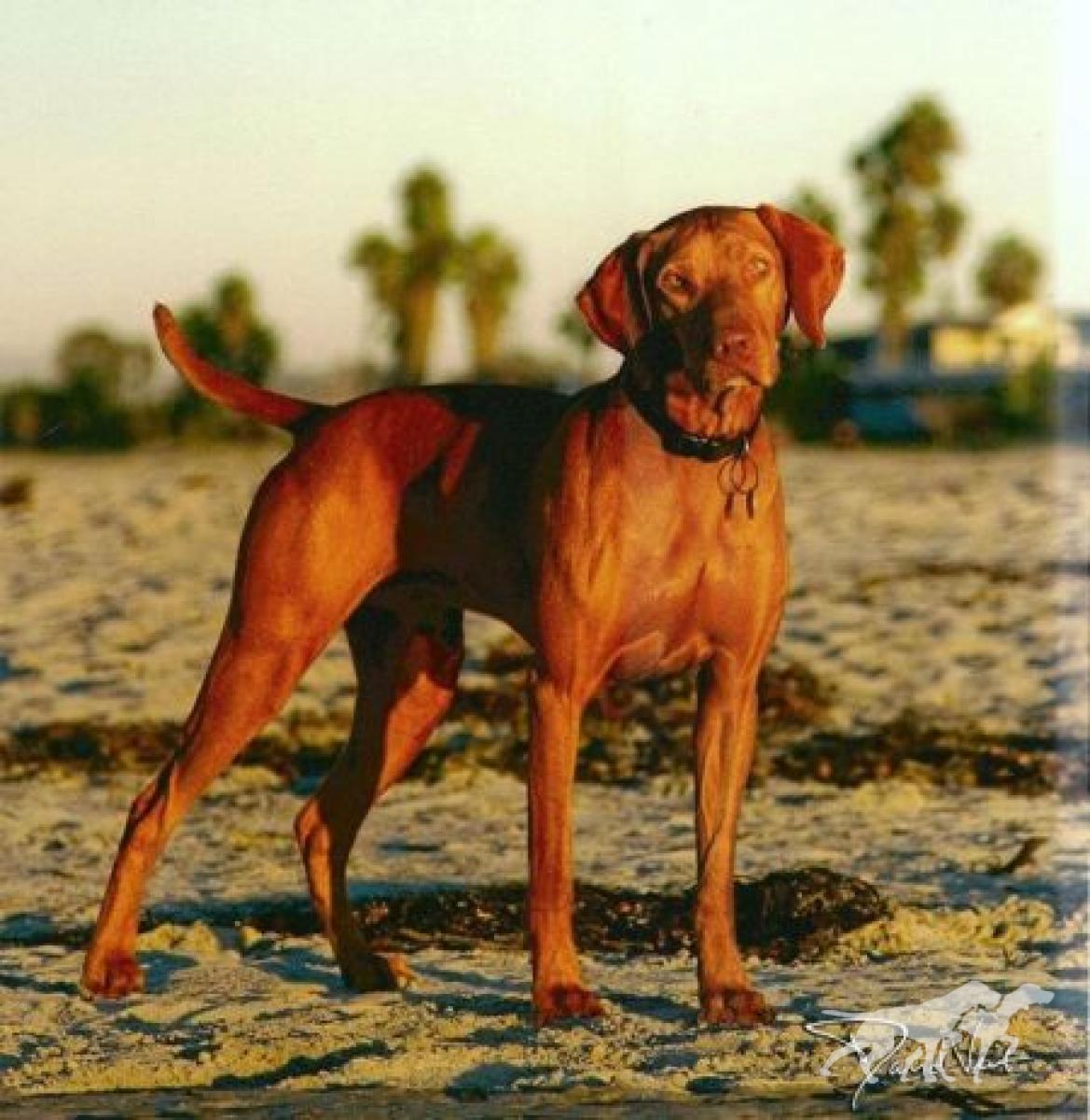Reddog Ranch Zuriel
