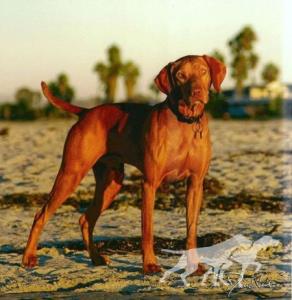 Reddog Ranch Zuriel