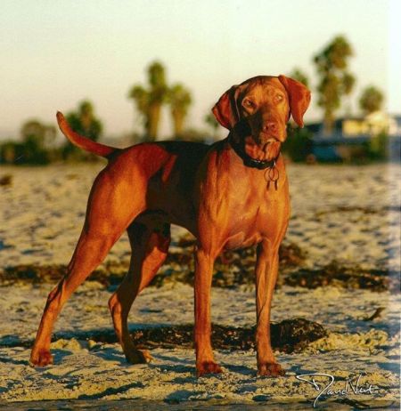 Reddog Ranch Zuriel
