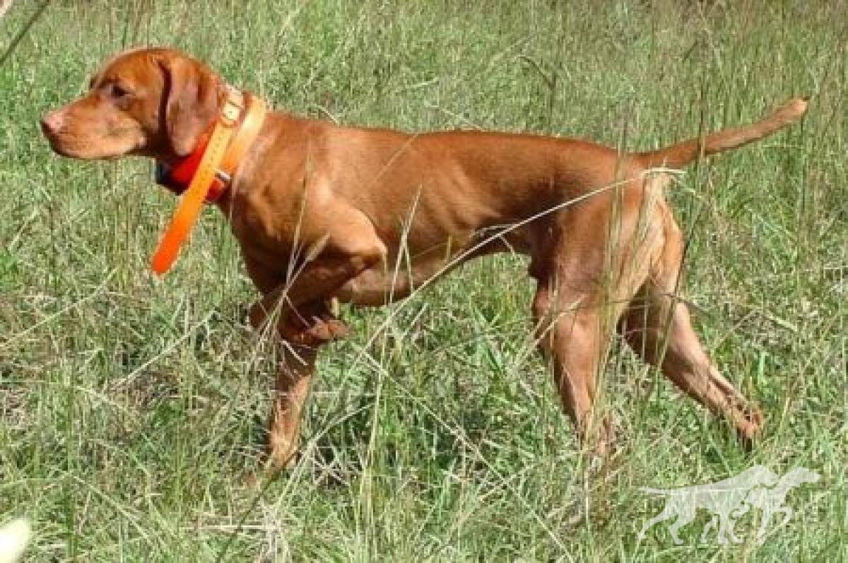 Barben's Absolut Huntsman