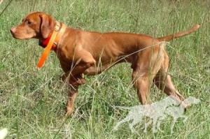 Barben's Absolut Huntsman
