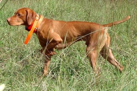 Barben's Absolut Huntsman