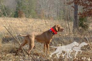 Broad Run's Blazing Delight