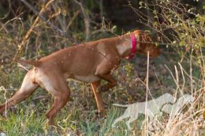 Broad Run's Cayenne Blazin' Killian / Broad Run's Caiya