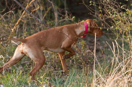 Broad Run's Cayenne Blazin' Killian / Broad Run's Caiya